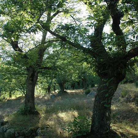 Marron Glace Daire Castel del Piano (Tuscany)